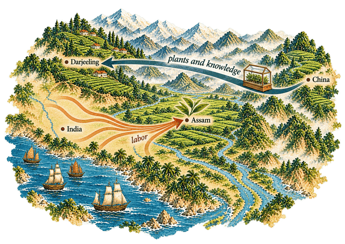 A painted old-style chart of northeast India: a tea plant marks Assam at the center; a band labeled “plants and knowledge” carries a glass plant case from China to Darjeeling’s hill gardens, and strands labeled “labor” run from across India and join in one band into Assam
